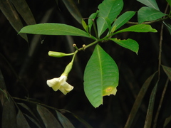 Voacanga foetida
