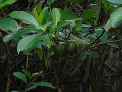 Voacanga foetida