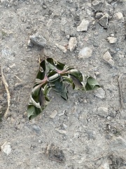 Daphnis nerii