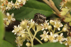 Oxythyrea testaceoguttata