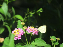 Abaeis mexicana