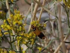 Chauliognathus fasciatus