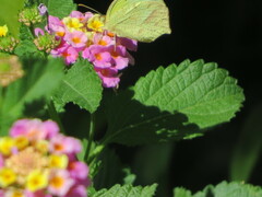 Abaeis mexicana