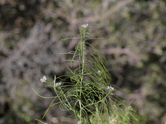 Thelypodium wrightii