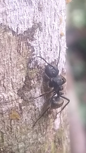 Camponotus polyrhachioidesCamponotus polyrhachioides