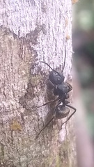 Camponotus polyrhachioides