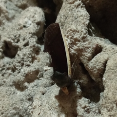 Gonodonta