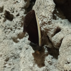 Gonodonta