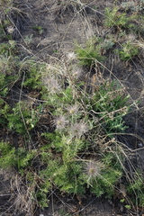 Pulsatilla turczaninovii