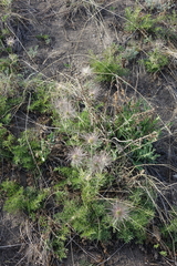 Pulsatilla turczaninovii