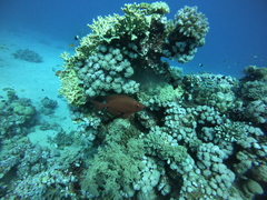 Priacanthus hamrur