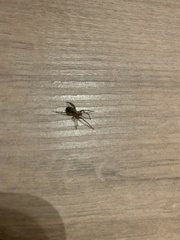 Anyphaena accentuata