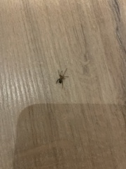 Anyphaena accentuata