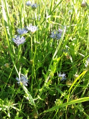Jasione