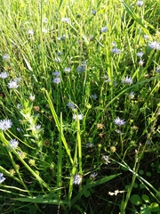 Jasione