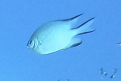Amblyglyphidodon indicus