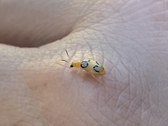 Diabrotica litterata