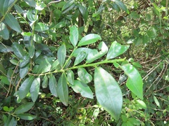 Erythroxylum emarginatum