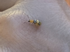 Diabrotica litterata