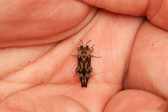 Agrilus diversicolor