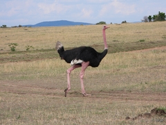 Struthio camelus massaicus