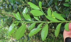 Erythroxylum emarginatum