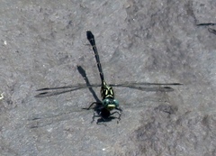 Stylogomphus albistylus