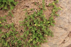 Galium acuminatum