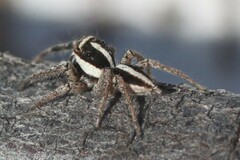 Leptofreya ambigua