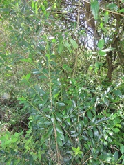 Erythroxylum emarginatum