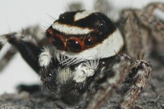 Leptofreya ambigua