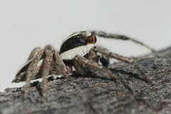 Leptofreya ambigua
