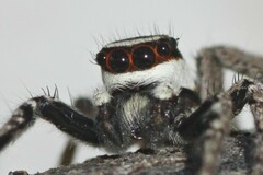 Leptofreya ambigua