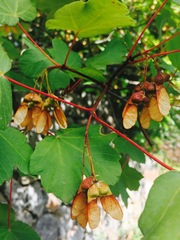 Acer granatense