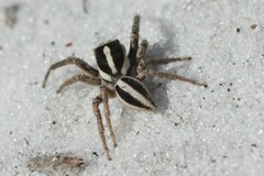 Leptofreya ambigua