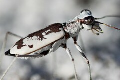 Ellipsoptera hirtilabris