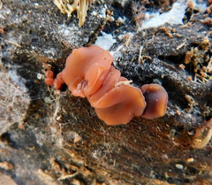 Ascocoryne cylichnium