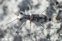 Ellipsoptera hirtilabris