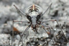 Ellipsoptera hirtilabris