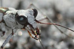 Ellipsoptera hirtilabris