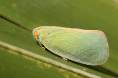 Ormenaria rufifascia