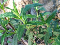 Cistus psilosepalus