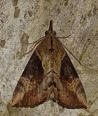 Hypena