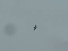 Ptyonoprogne concolor