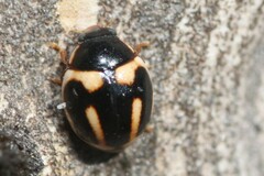 Hyperaspis trifurcata