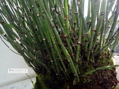 Equisetum hyemale