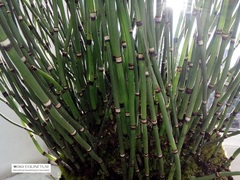 Equisetum hyemale