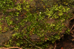 Syntrichia laevipila
