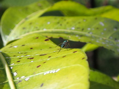 Condylostylus pruinosus