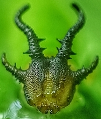 Polyura hebe